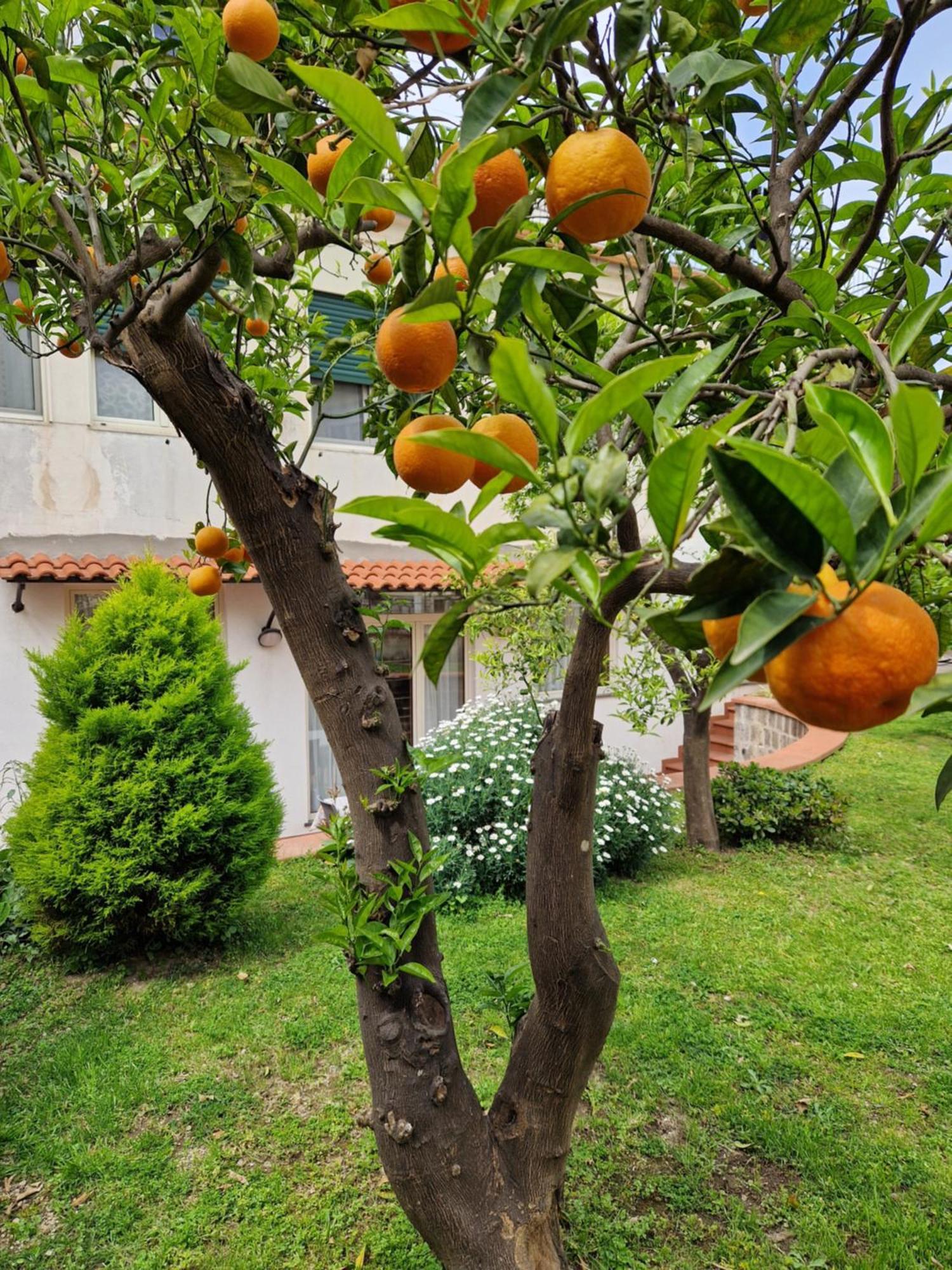 Appartement Il Giardino Dei Gigli à Meta Extérieur photo